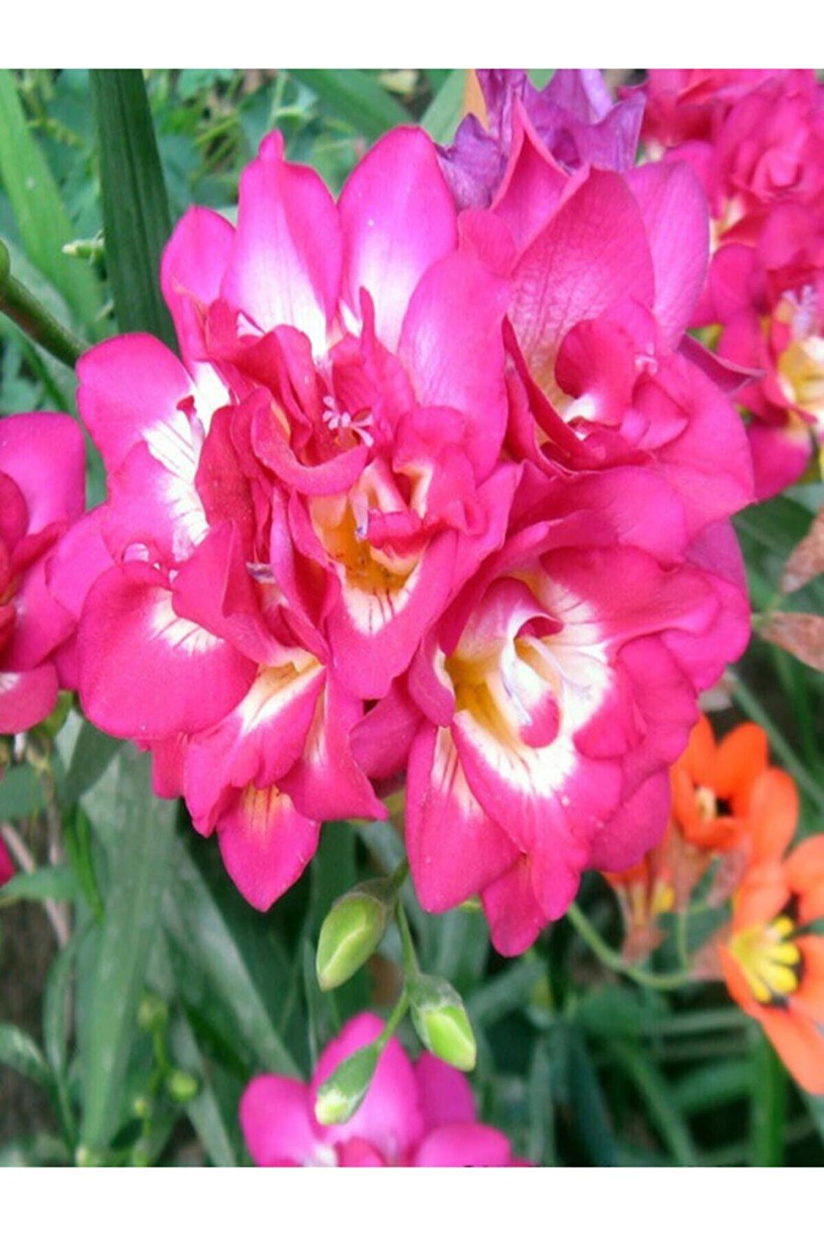 40 Adet Pembe Frezya Çiçeği ( Freesia ) Soğanı Mis Kokulu Katmerli 