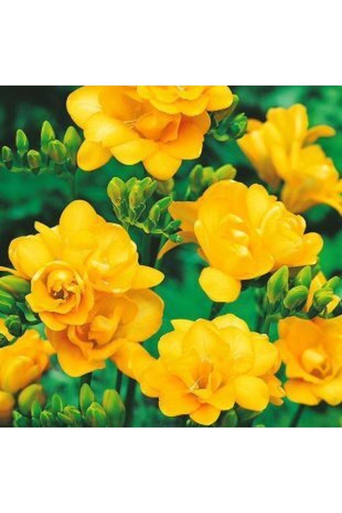 25 Adet Sarı Frezya Çiçeği ( Freesia ) Soğanı Mis Kokulu Katmerli 