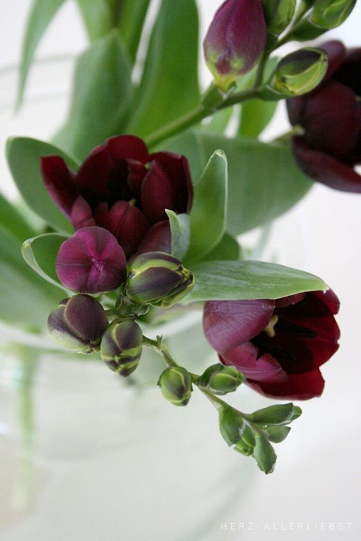 10 Adet Bordo Frezya Çiçeği ( Freesia ) Soğanı Mis Kokulu Katmerli 