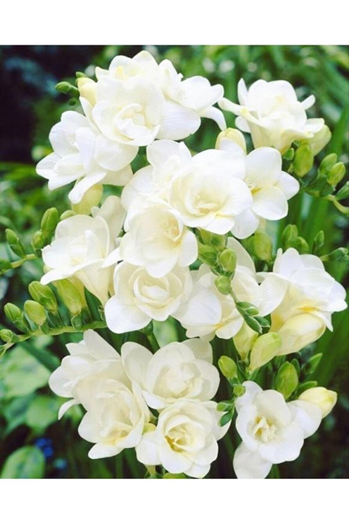 10 Adet Beyaz Frezya Çiçeği ( Freesia ) Soğanı Mis Kokulu Katmerli 