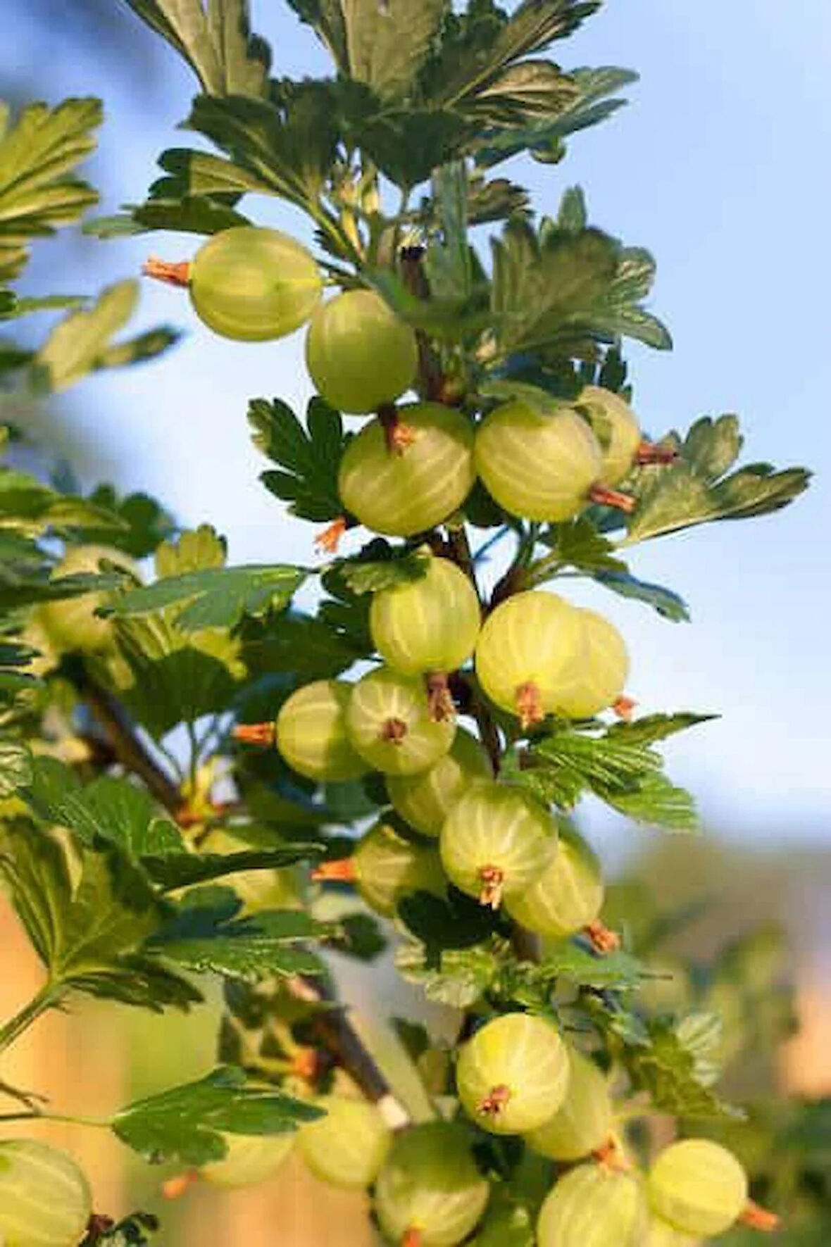 "3 Adet Bektaşi Üzümü (Ribes uva-crispa) Fidanı - Bahçeniz İçin Lezzetli ve Besleyici Meyveler"