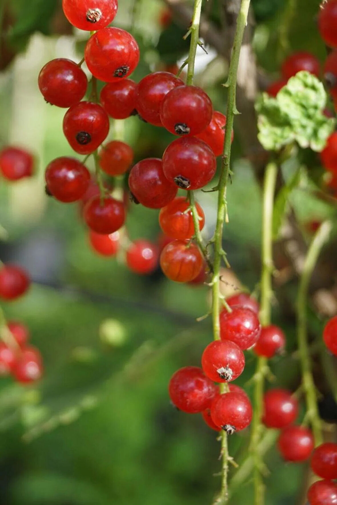 "Tüplü 3 Adet Frenk Üzümü (Ribes rubrum) - Bahçenize Tat Katın"