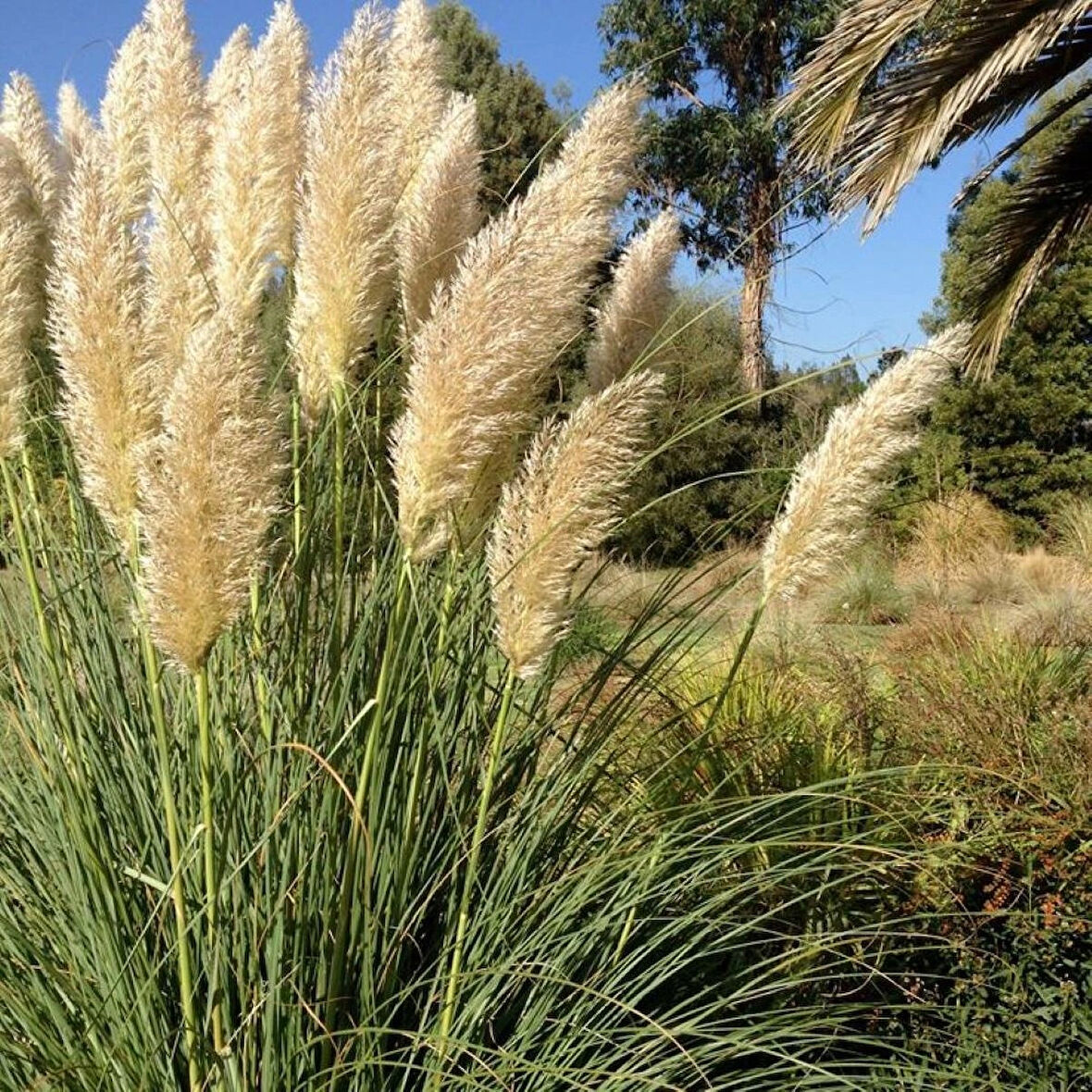 Stipa Pampas Otu Fidanı 40 Cm 1-2 Yaş Arası Tüplü