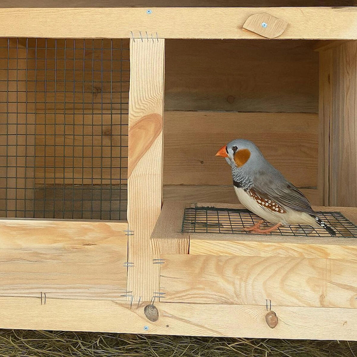 Doğal Ahşap Kuş Yuvası Kafes Çeşitleri Güvercin Kümesi