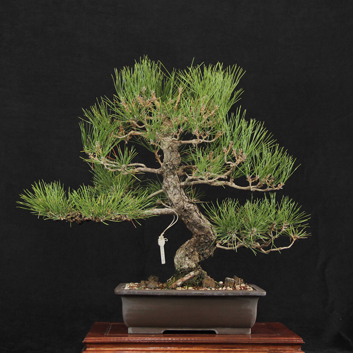 Japon Karaçamı Bonsai - Pinus thunbergii No.611