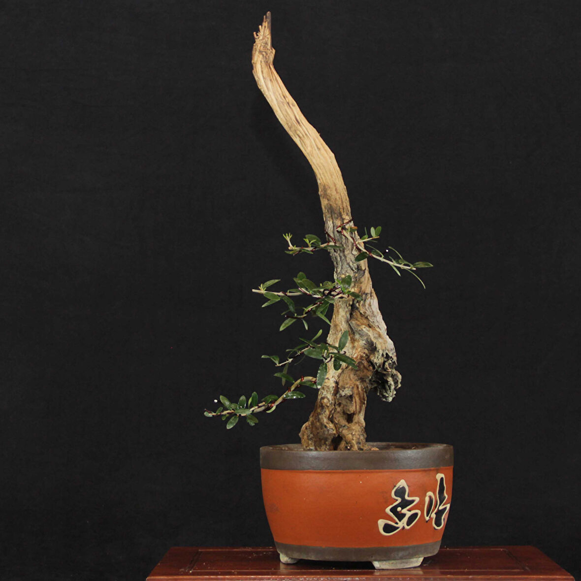 Zeytin Bonsai - Olea Europaea Sylvestris No.618