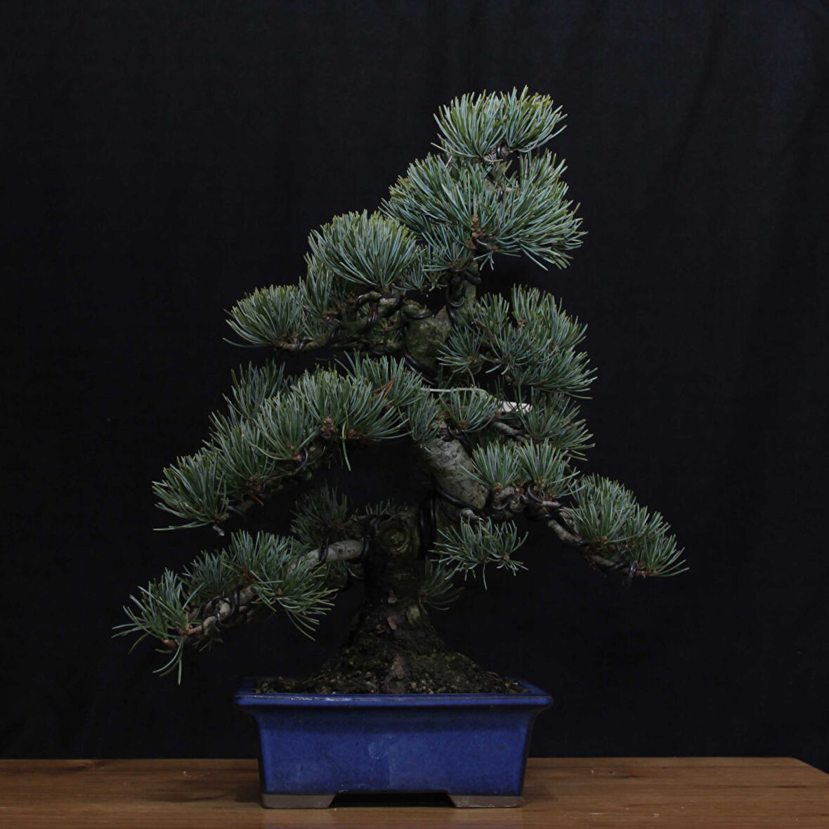 Japon Beyaz Çamı Bonsai No.638