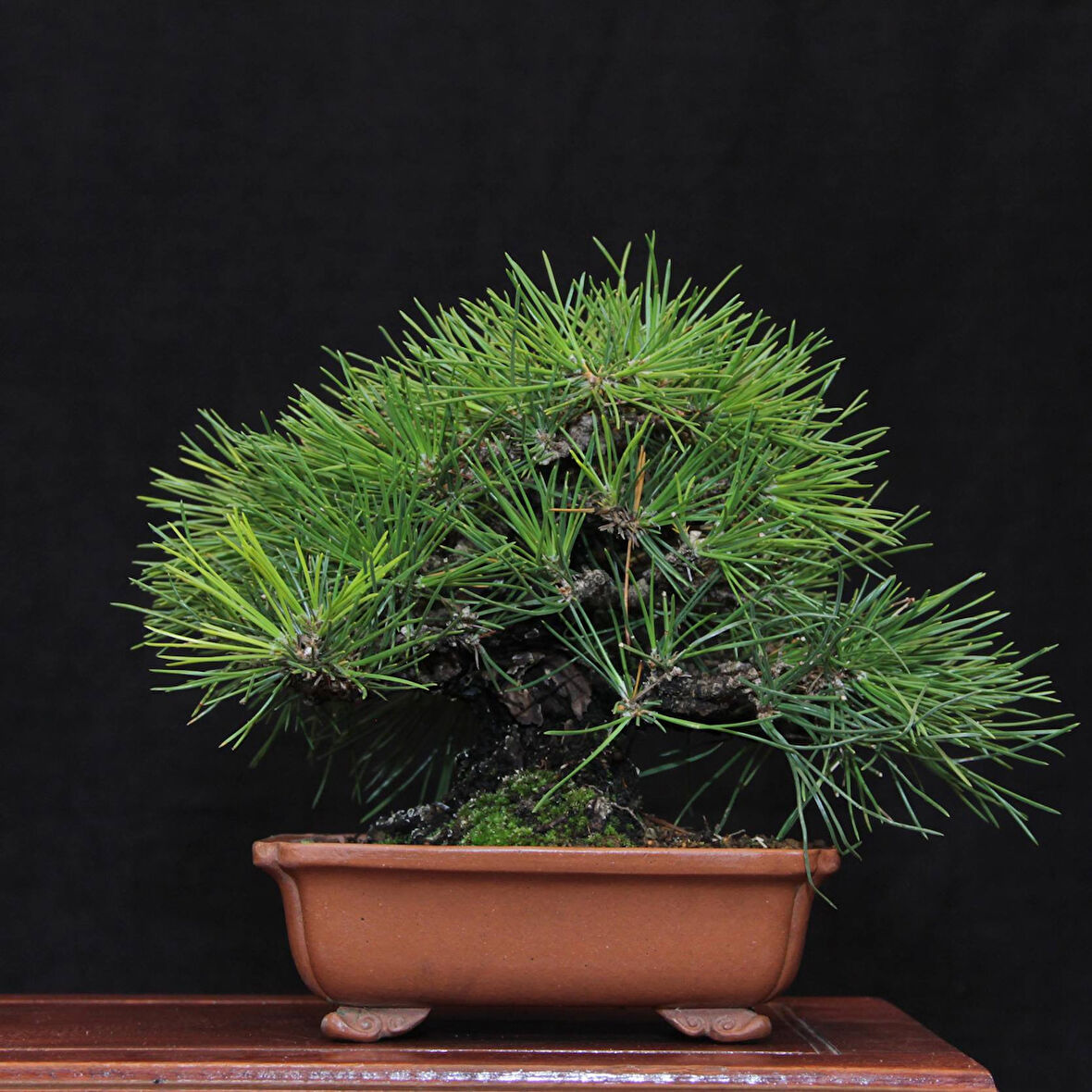 Japon Karaçamı Bonsai No.562