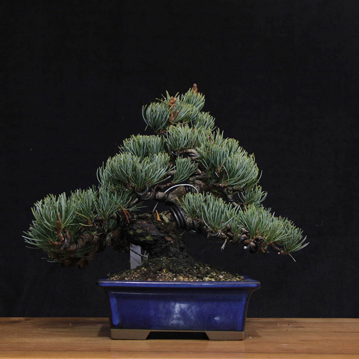 Japon Beyaz Çamı Bonsai No.635