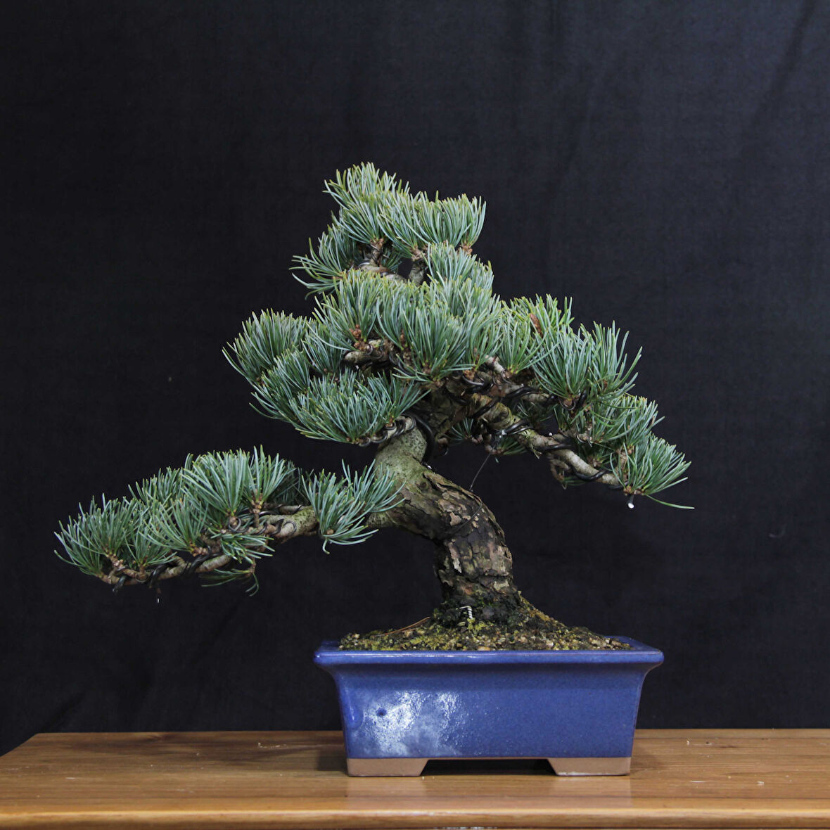 Japon Beyaz Çamı Bonsai No.639