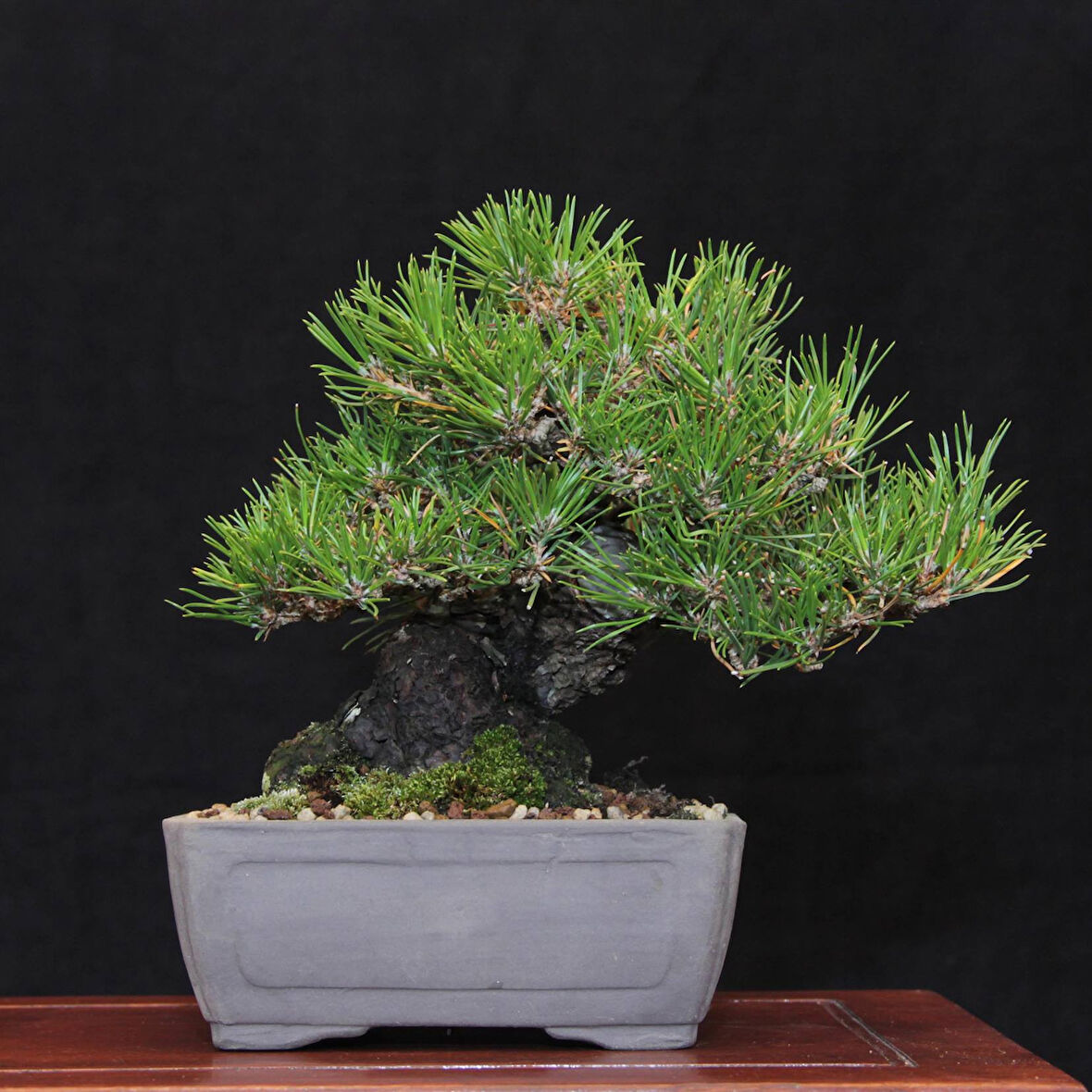 Japon Karaçamı Bonsai No.567