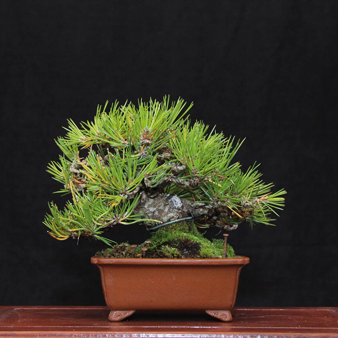 Japon Karaçamı Bonsai No.563