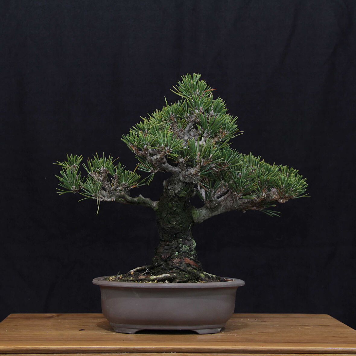 Japon Karaçamı 'Kotobuki' Bonsai No.666