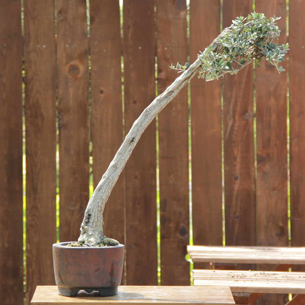 Zeytin Bonsai - Olea Europaea Sylvestris No.780