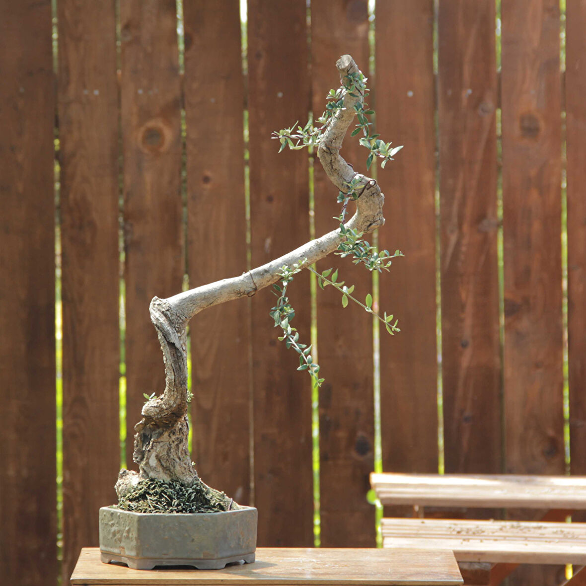 Zeytin Bonsai - Olea Europaea Sylvestris No.781