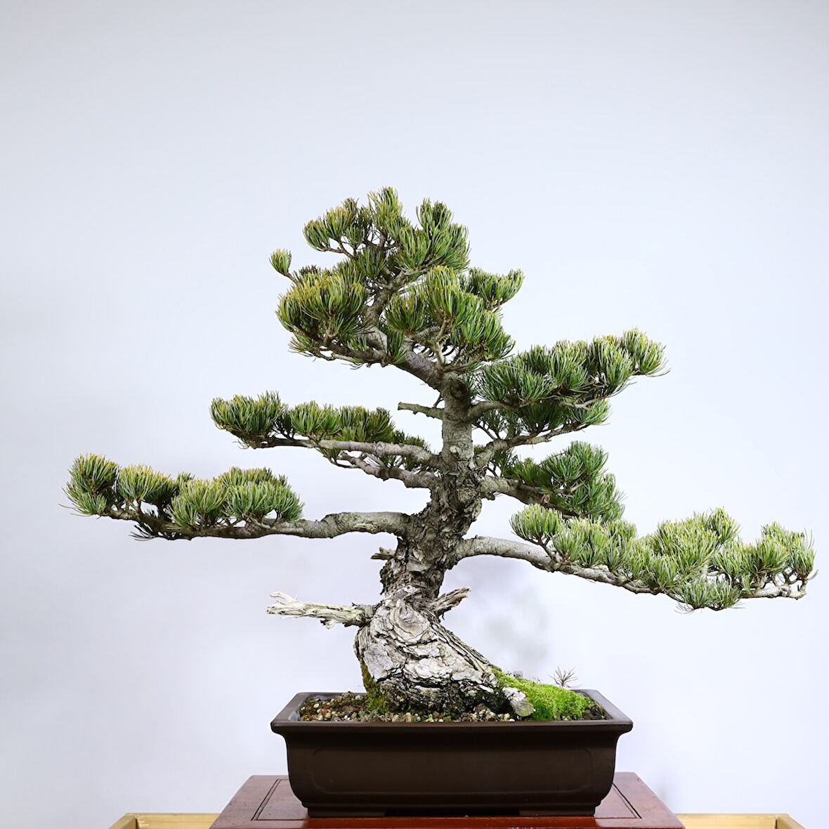 Japon Beyaz Çamı Bonsai No.770