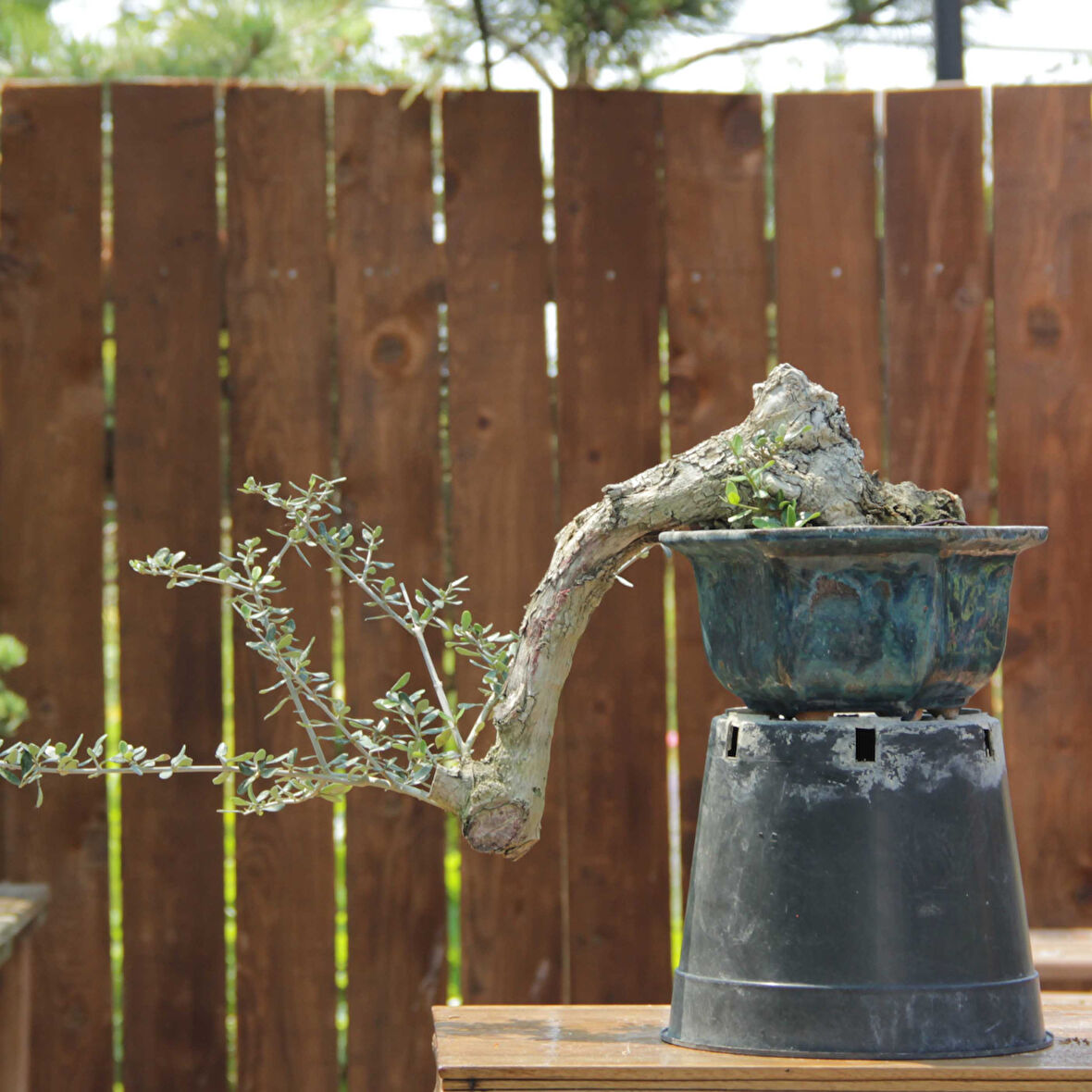 Zeytin Bonsai - Olea Europaea Sylvestris No.774