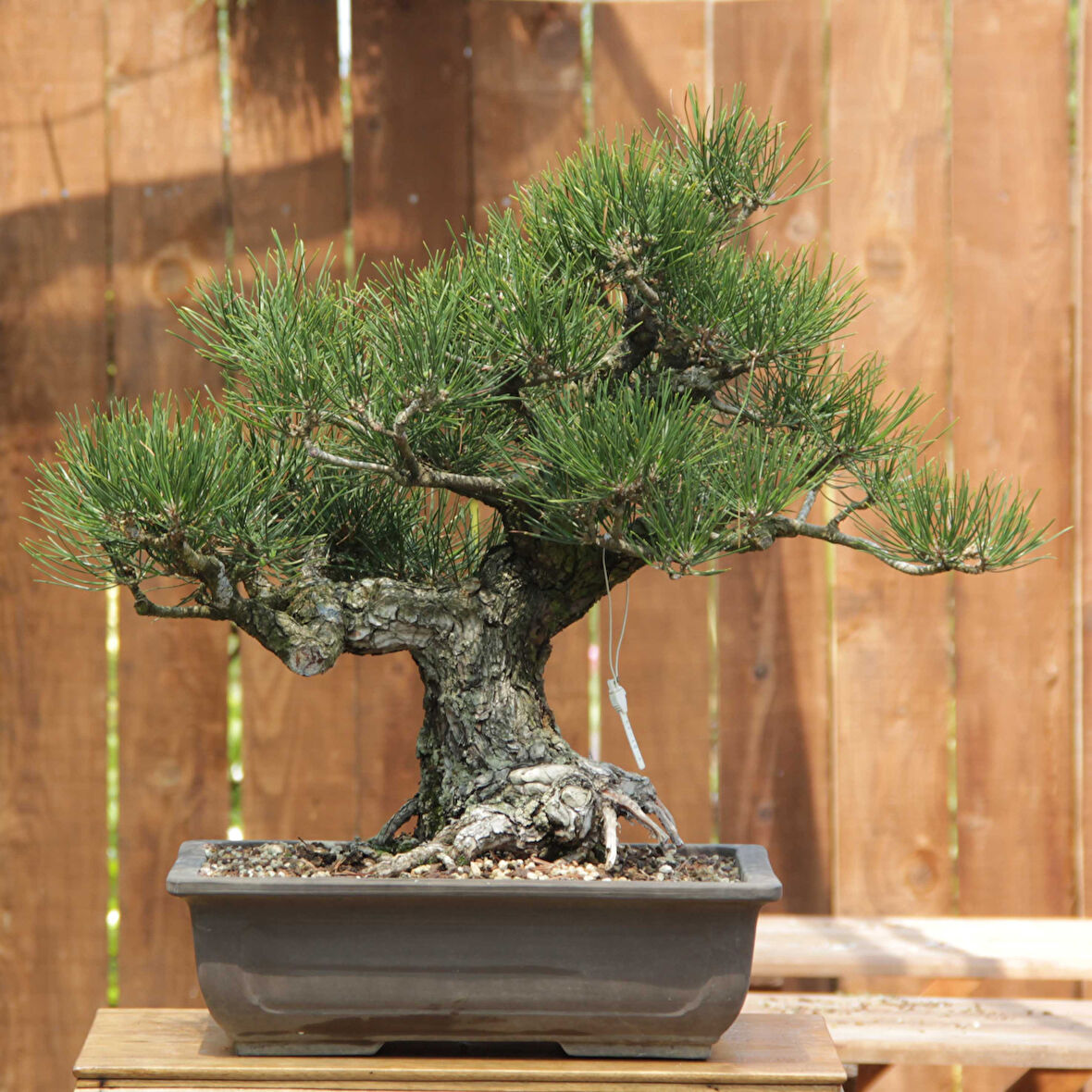 Japon Karaçamı Bonsai No.644