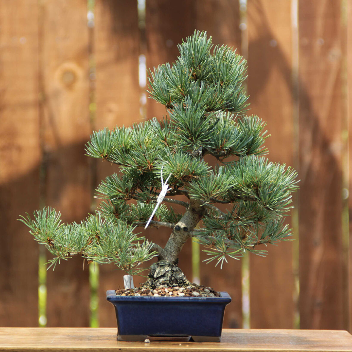 Japon Beyaz Çamı Bonsai No.640