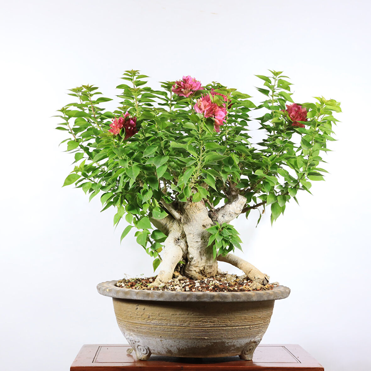 Begonvil 'Pixie' Bonsai - No.899