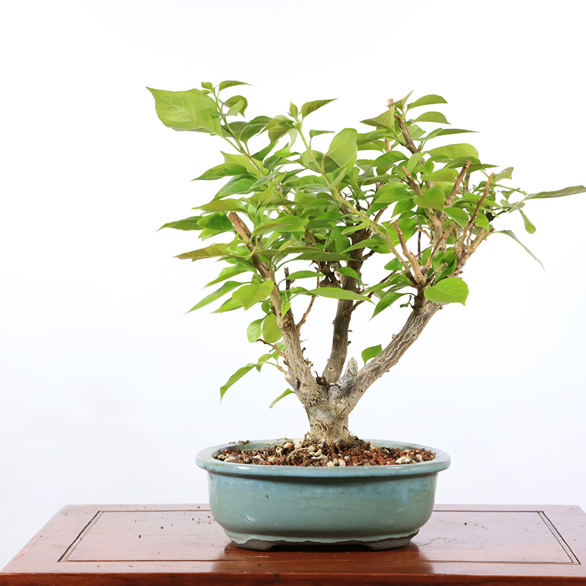 Begonvil Glabra Bonsai - No.913