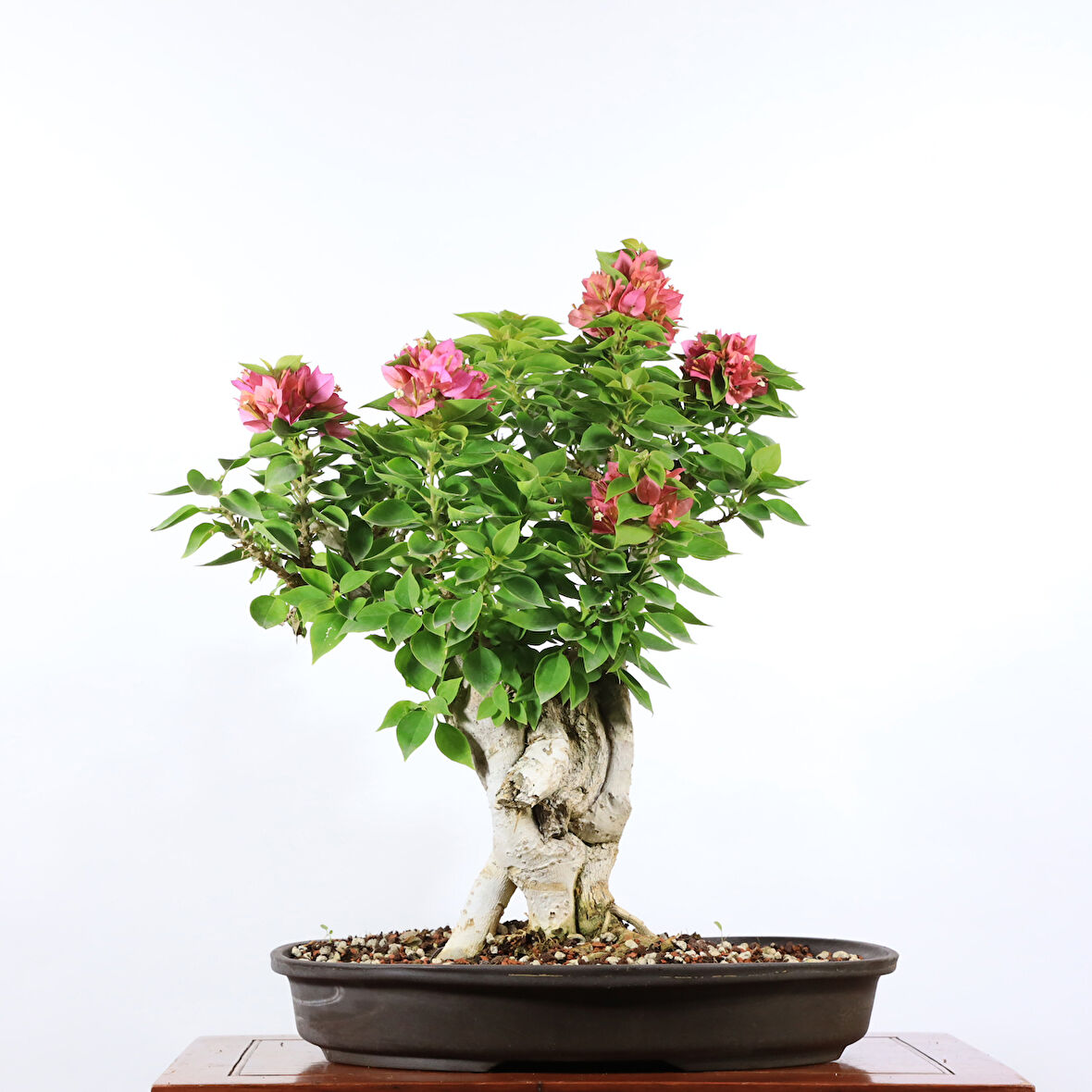 Begonvil 'Pixie' Bonsai - No.898