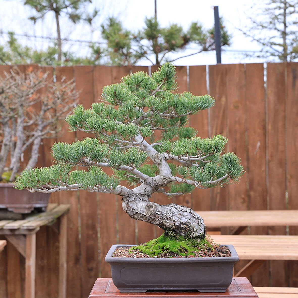 Japon Beyaz Çamı Bonsai No.872