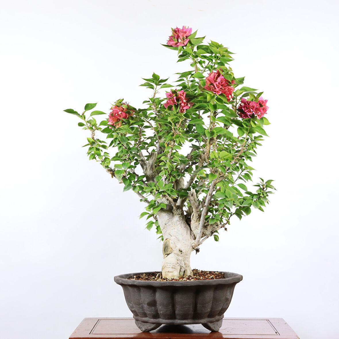 Begonvil 'Pixie' Bonsai - No.896