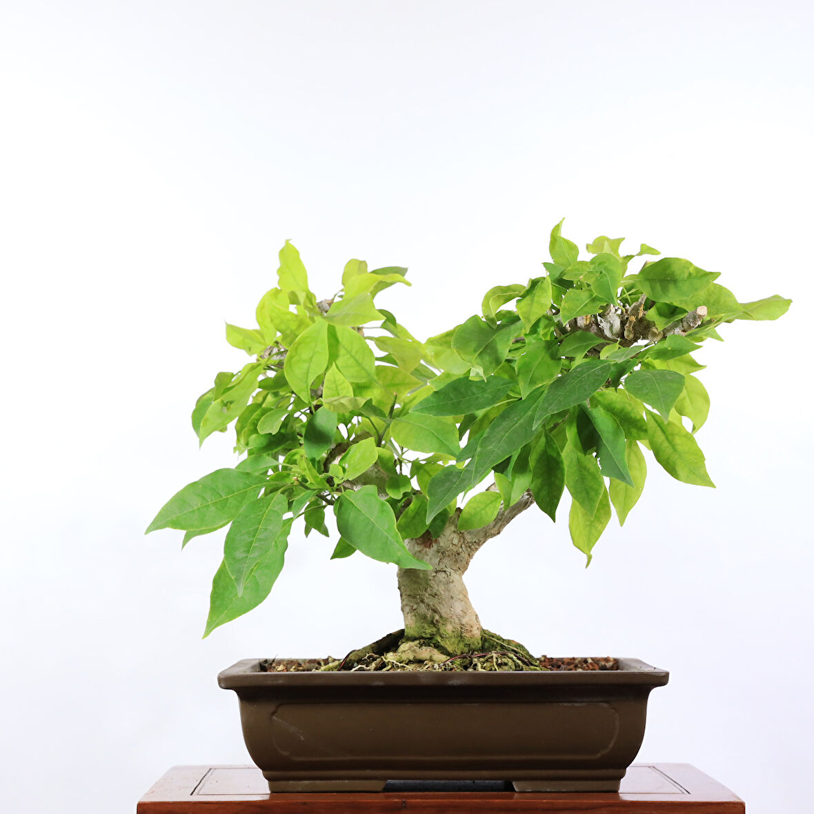 Begonvil Bonsai - No.904