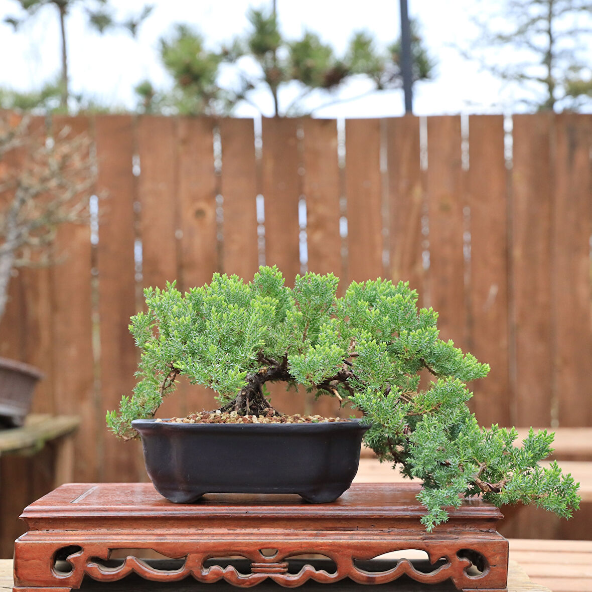 Nana Ardıç - Juniperus procumbens 'Nana' No.829