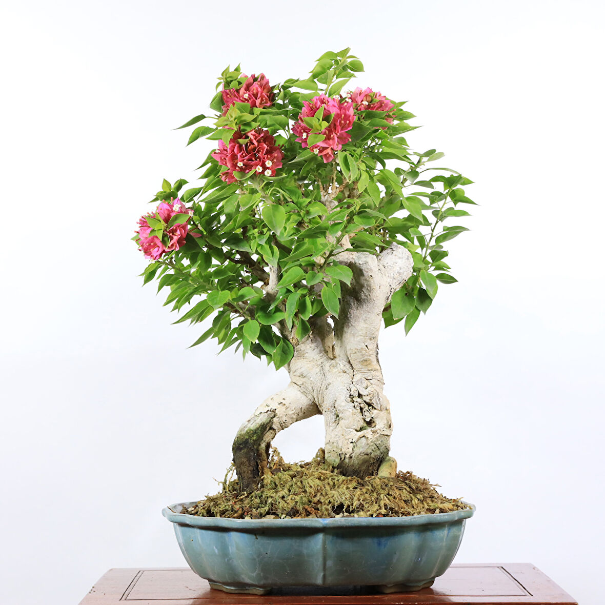 Begonvil 'Pixie' Bonsai - No.890