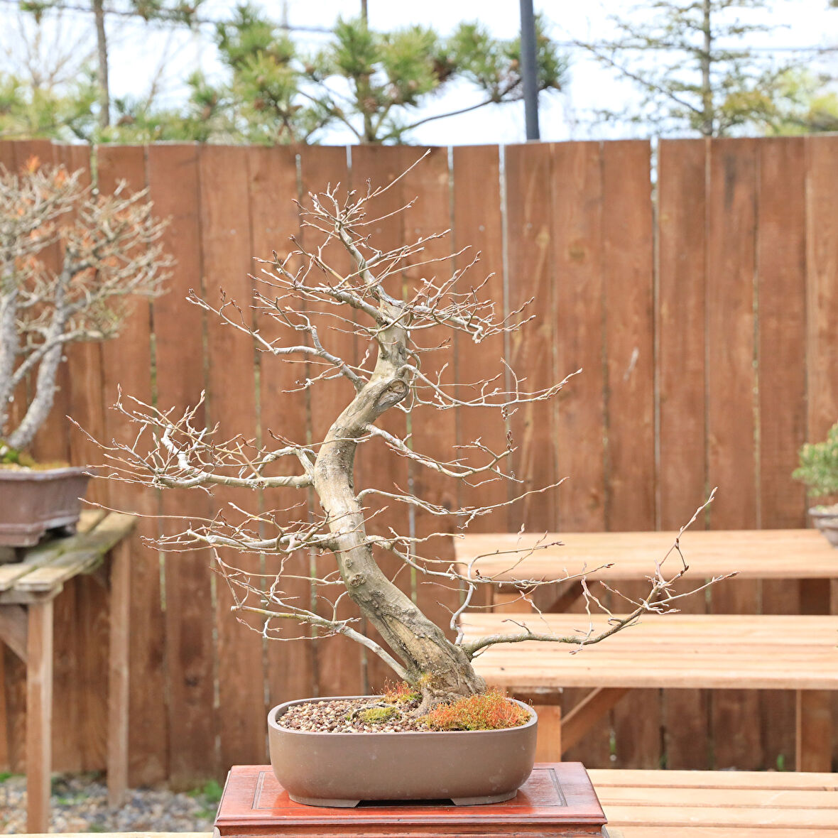 Gürgen Bonsai (Carpinus betulus) - No.864