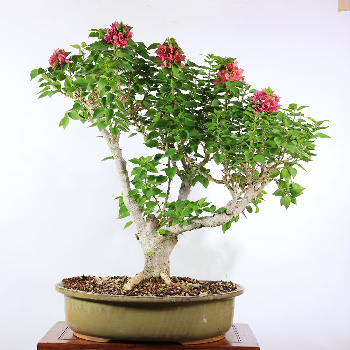 Begonvil 'Pixie' Bonsai - No.902