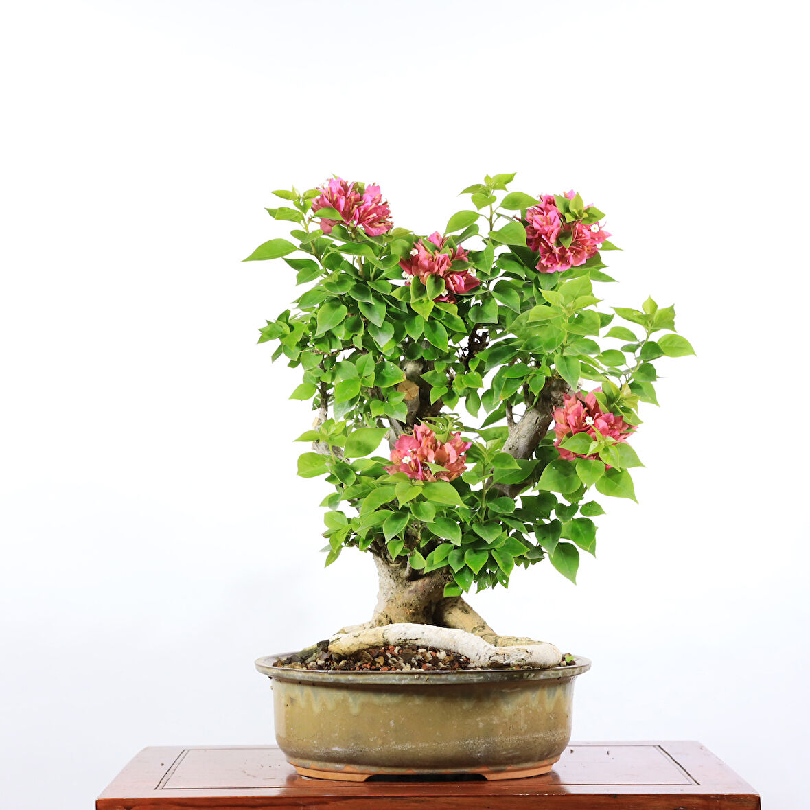 Begonvil 'Pixie' Bonsai - No.887