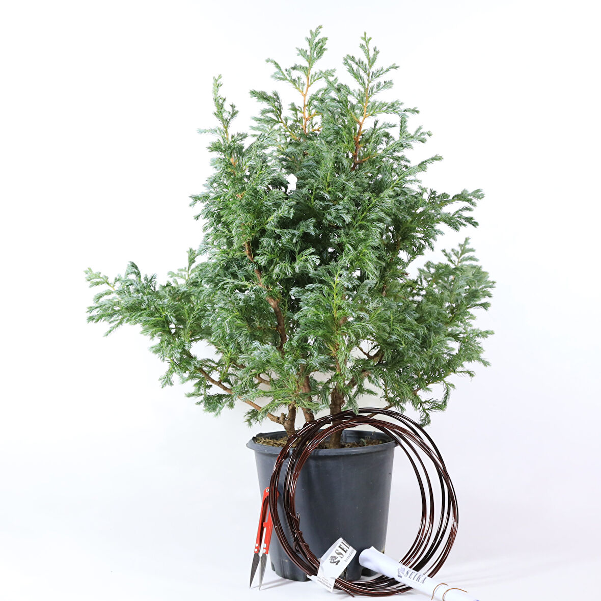 Boulevard Servi Bonsai Telleme Kiti - No.5