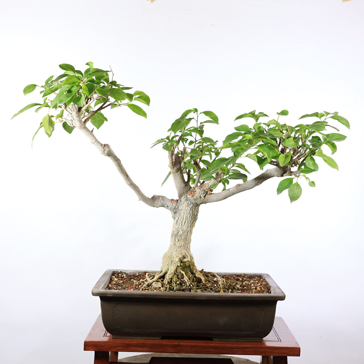 Begonvil Bonsai - No.905