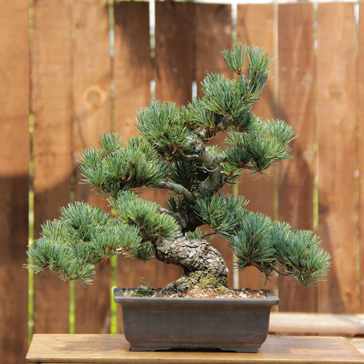 Japon Beyaz Çamı Bonsai