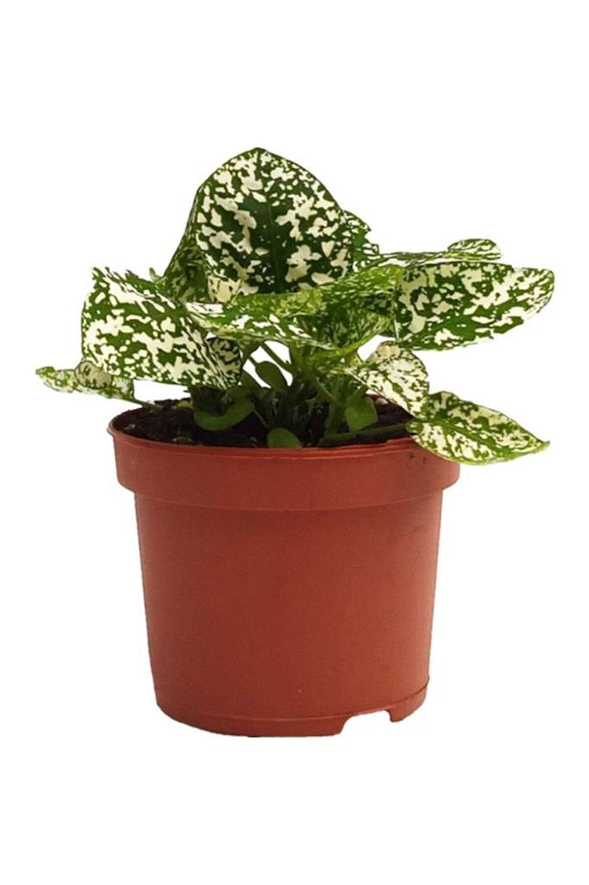Hypoestes Hostes Çiçeği Çilli Beyaz 10-20 Cm