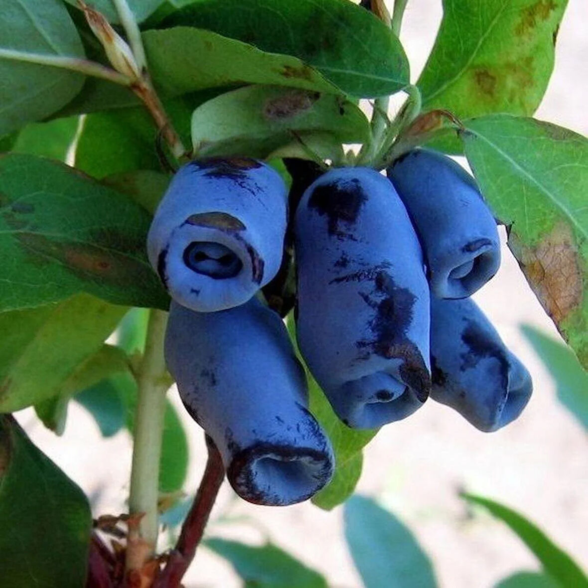 2 Yaş Tüplü Balyemişi (Honeyberry, Lonicera caerulea) Fidanı - Sağlıklı Meyve Çalı Bitkisi