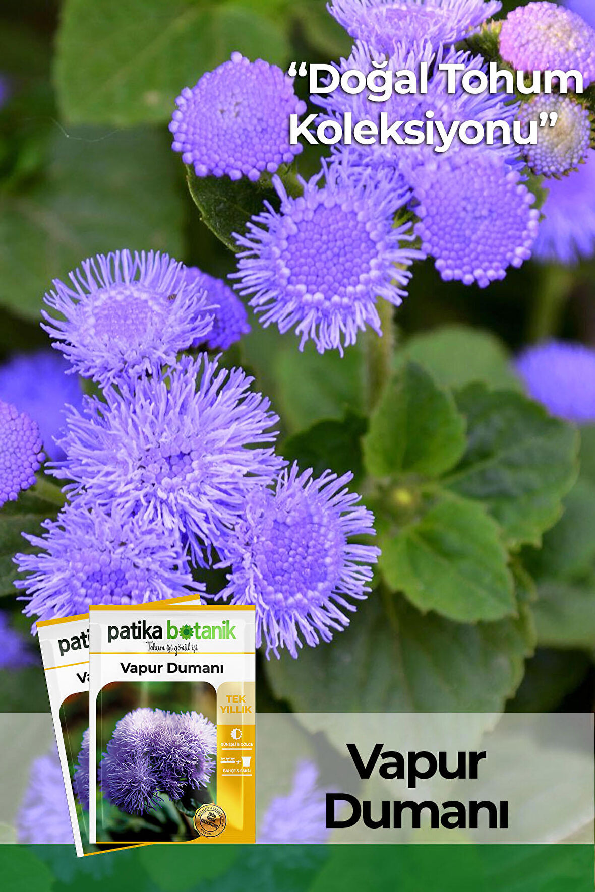 100 Adet Vapur Dumanı (Ageratum Houstanianum) Çiçek Tohumu 