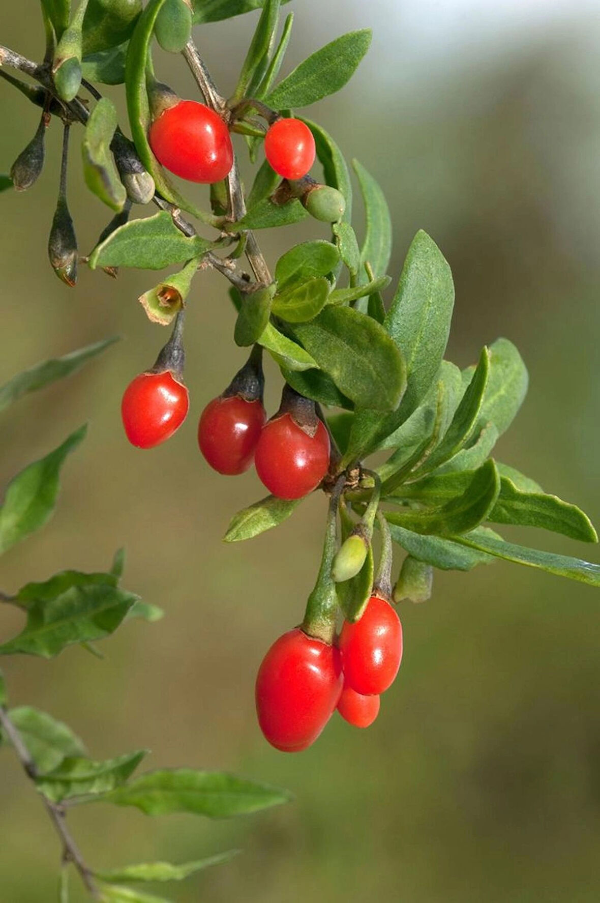 "3 Adet 2 Yaşında Gojiberry (Lycium barbarum) Fidanı - Bahçeniz İçin Besleyici ve Dayanıklı"