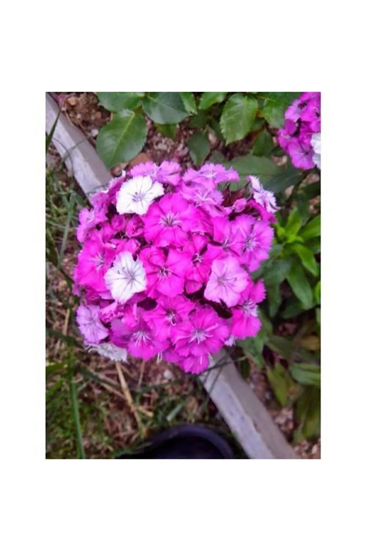 Hüsnü Yusuf Mor Kırmızı Çiçek Tohumu 10 Adet