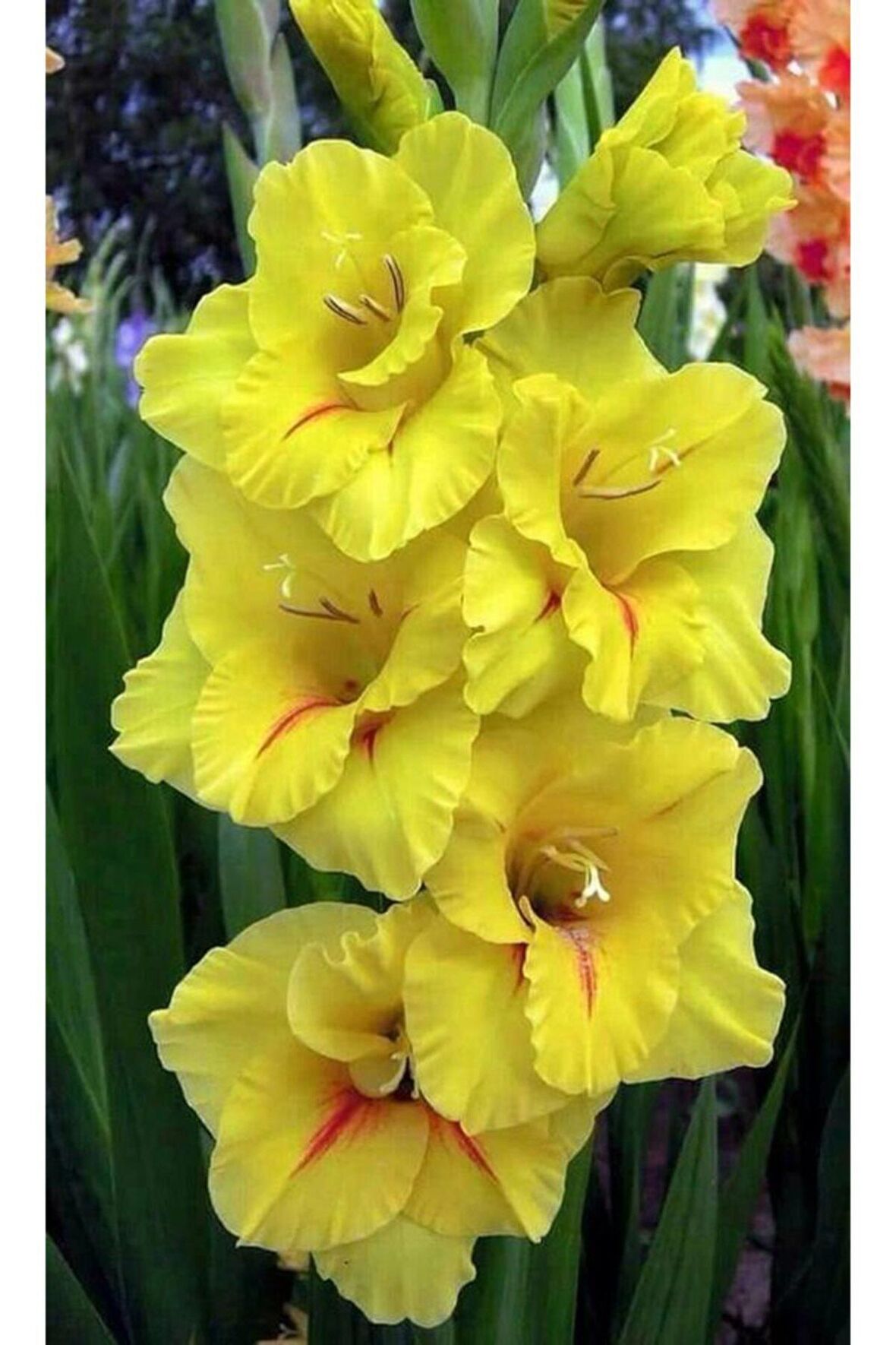 5 Adet Sarı Renkli Glayör Çiçek Soğanı