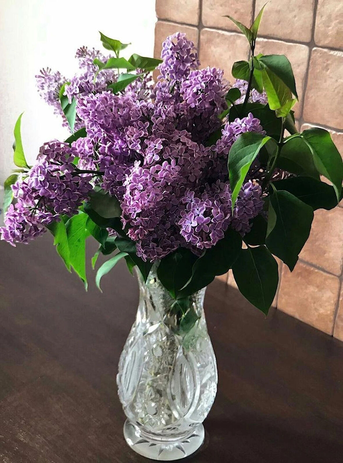 1-2 Yaş Arası Tüplü Leylak Ağacı (Syringa vulgaris) Fidanı - Hoş Kokulu ve Göz Alıcı Mor Çiçekler