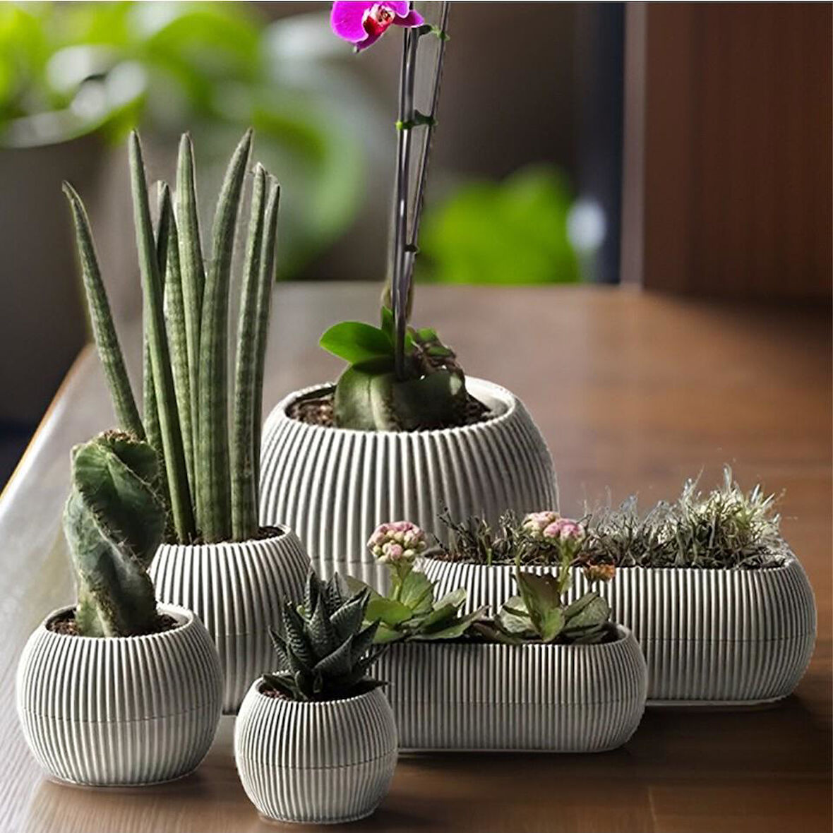 Omnipazar Mercan Dekoratif Sukulent Kaktüs Plastik Saksı Takımı 6'lı Set Bej