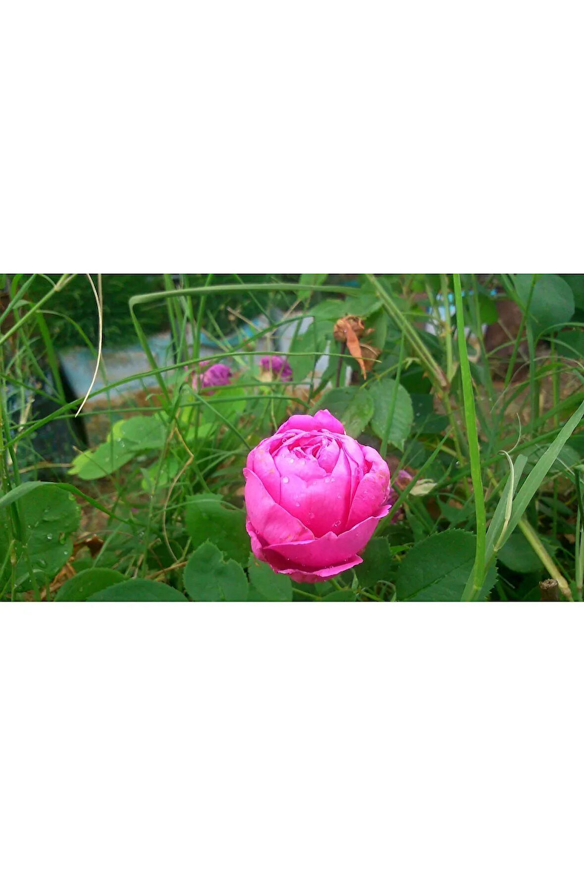 Yediveren Isbarta gülü (Şam gülü, Damask rose, Reçellik gülü)