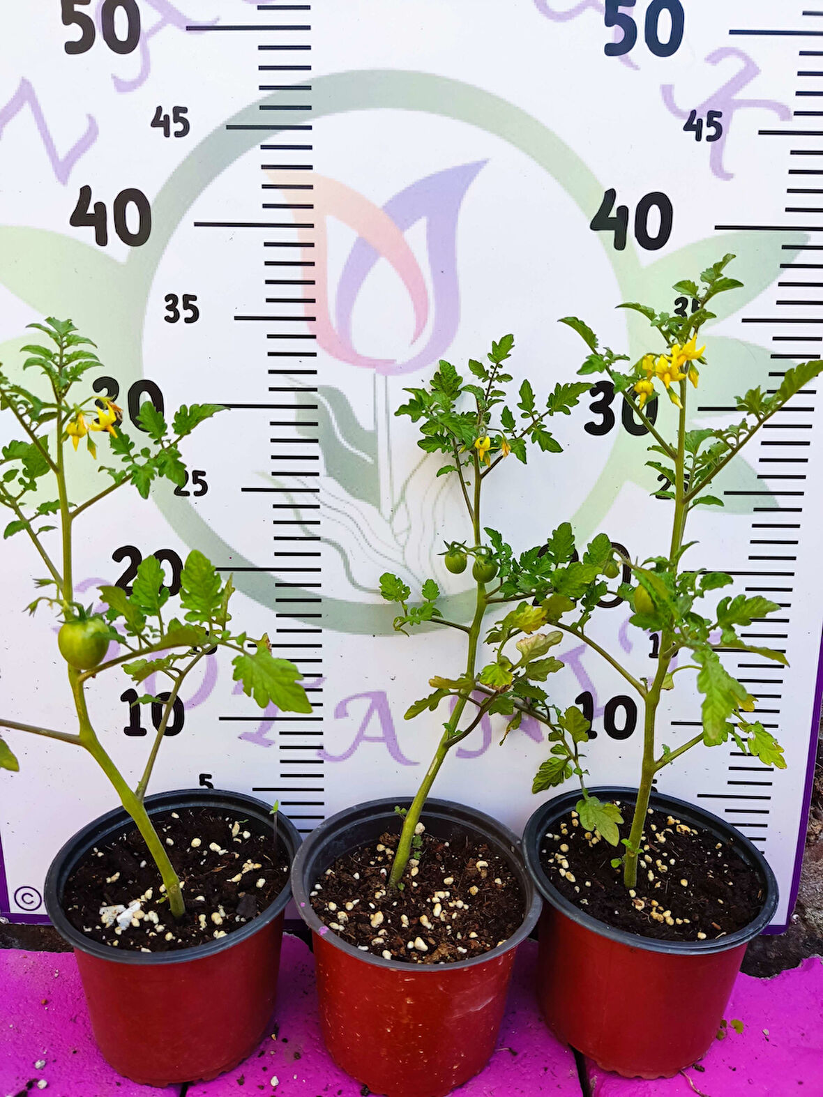 3 Adet Saksıda Cherry Domates (Şu an meyveli)