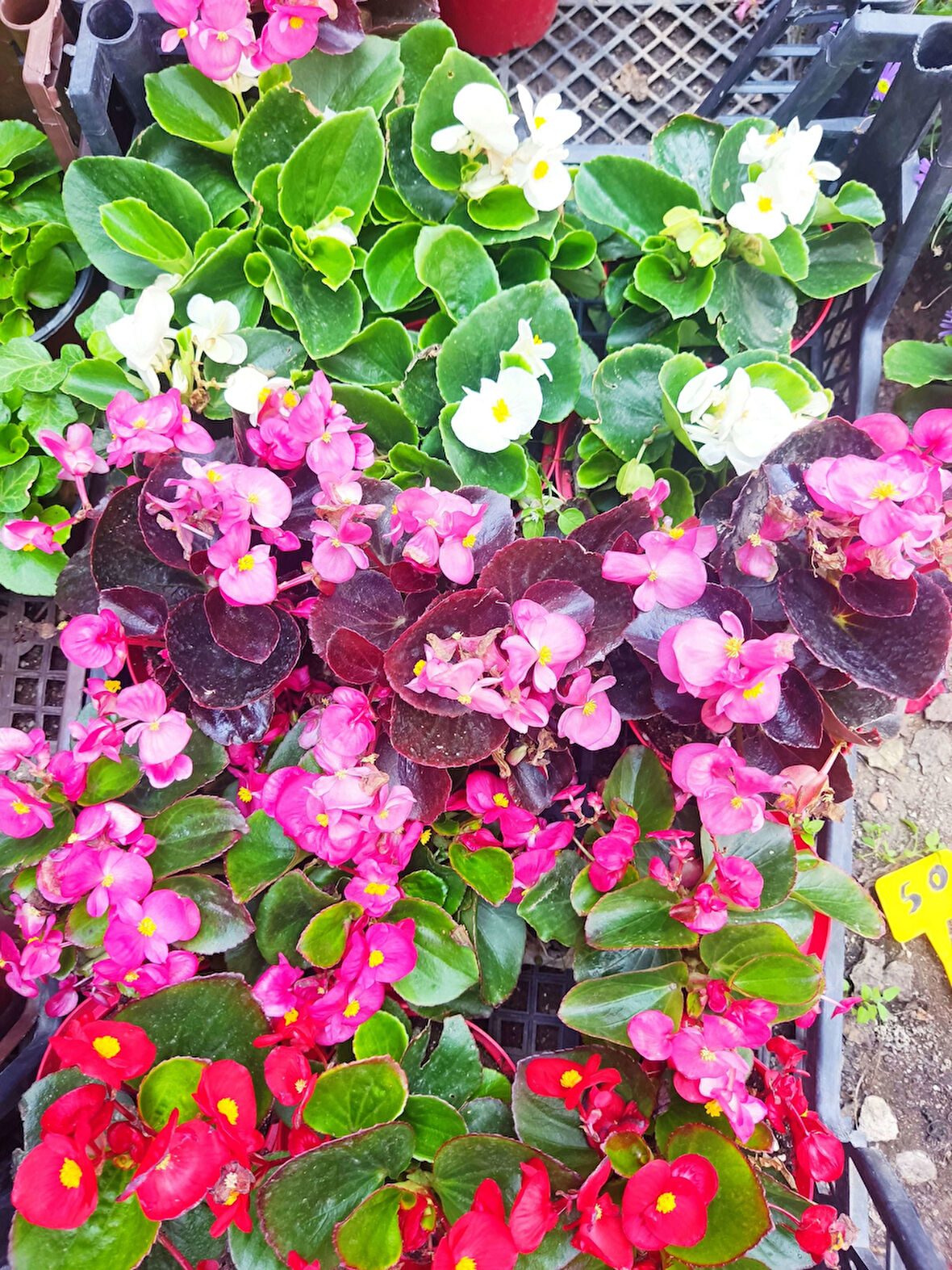 3 adet Dış mekan Çiçekli bodur Begonya (Begonia Cucullata)