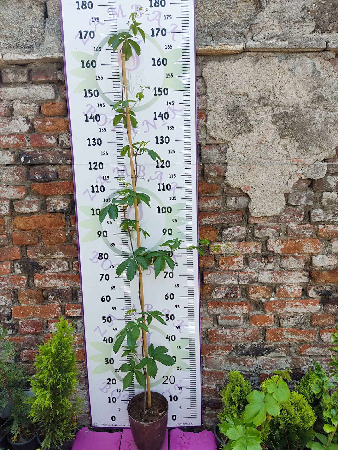 Parthenocissus quinquefolia (Amerikan Sarmaşığı) - Yaprak Döken, 150+ CM Sarmaşık 