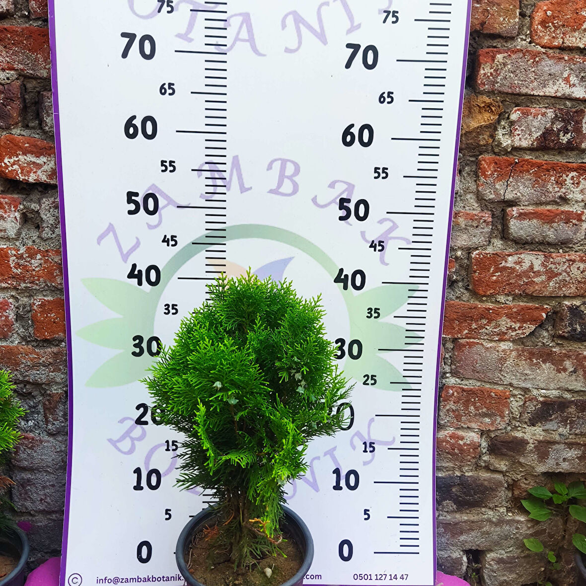 Mazı çamı (Thuja) - Dayanıklı ve Dekoratif çam ağacı   